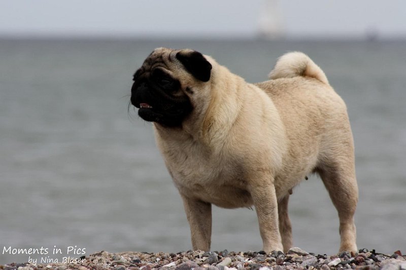 2010-06-26 Arc-en-ciel Arlequin (65).jpg